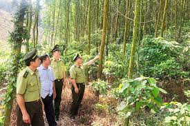 Nâng cao trách nhiệm bảo vệ, phát triển rừng của cộng đồng